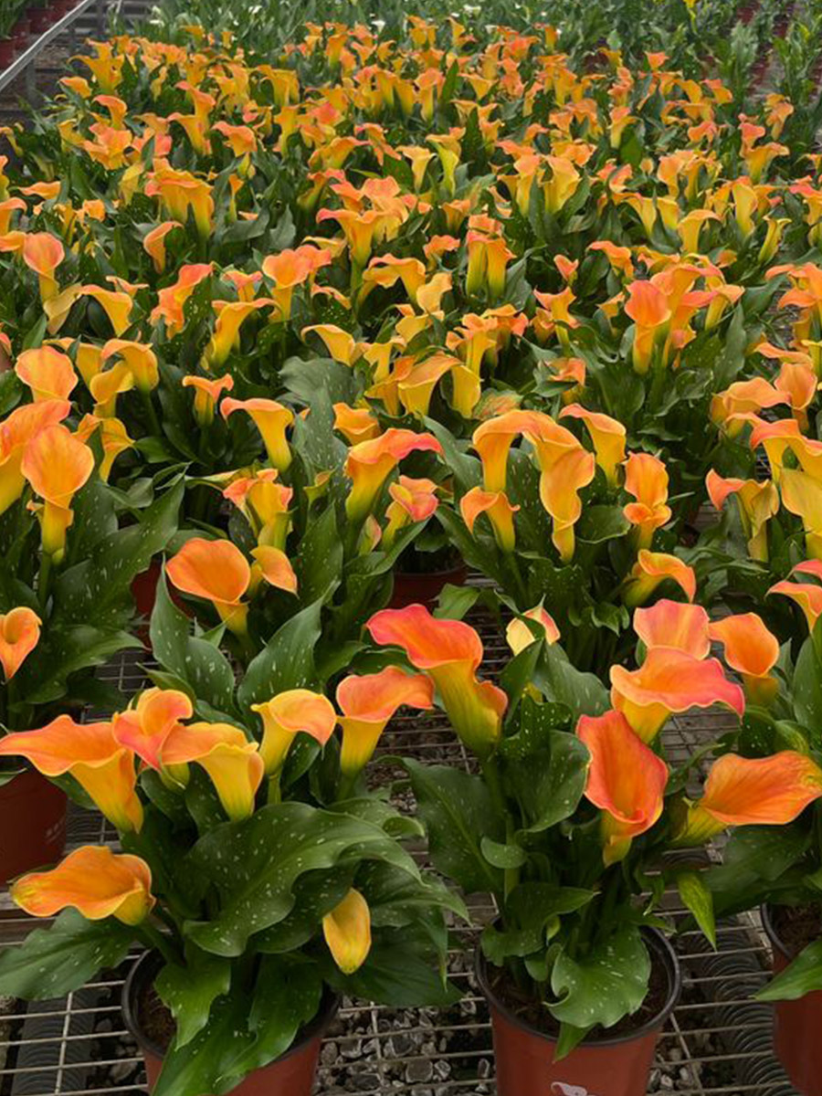 Kapiteyn orange calla in greenhouse