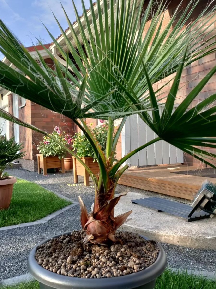 Palm tree plant : : Garden & Outdoors