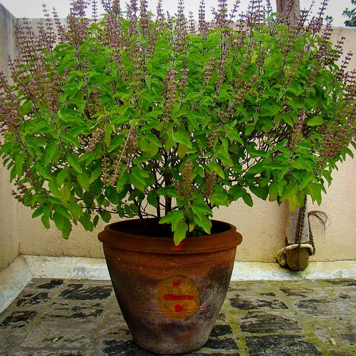 ​Plants Considered Lucky for Your Home According to Vastu Shastra
