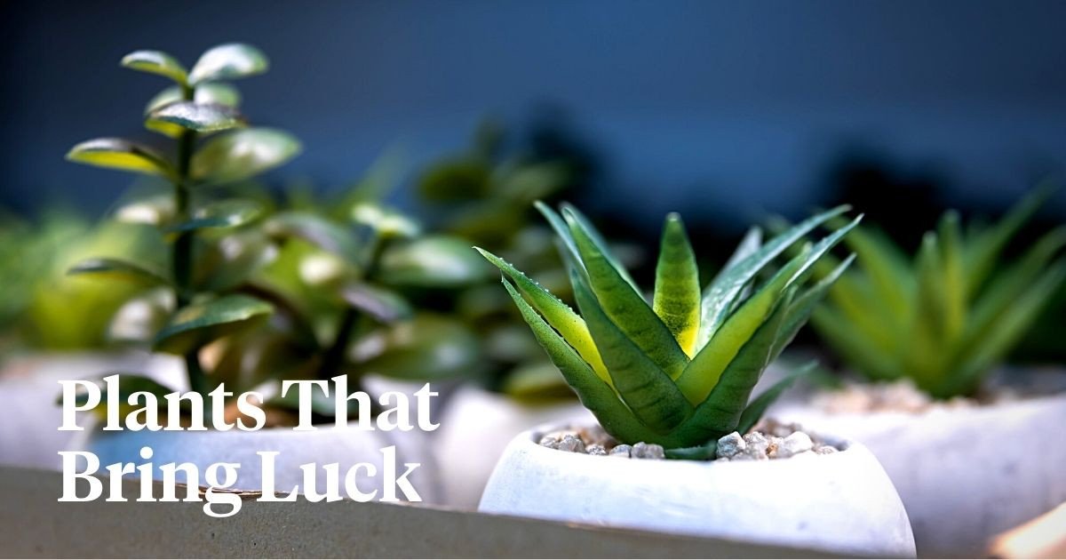 Seven Plants Considered Lucky for Your Home According to Vastu Shastra