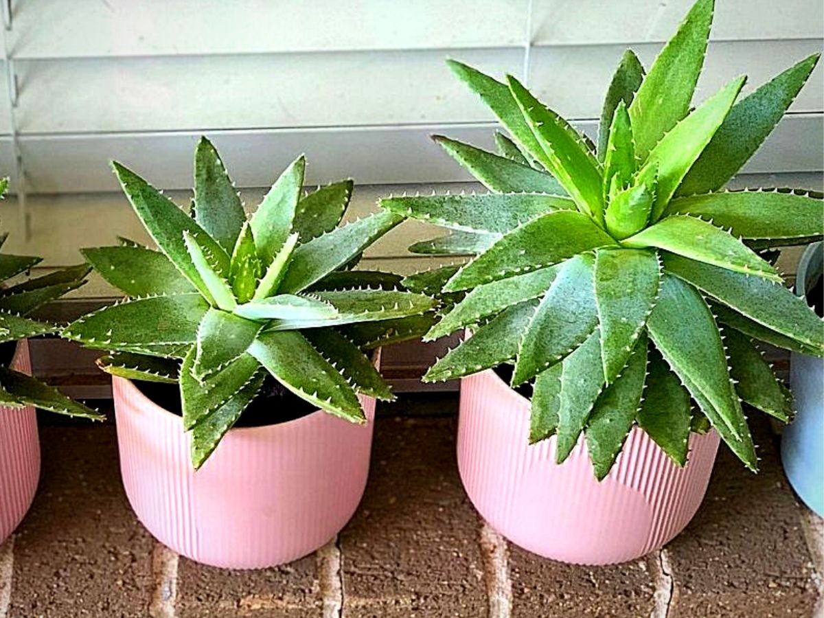​Plants Considered Lucky for Your Home According to Vastu Shastra