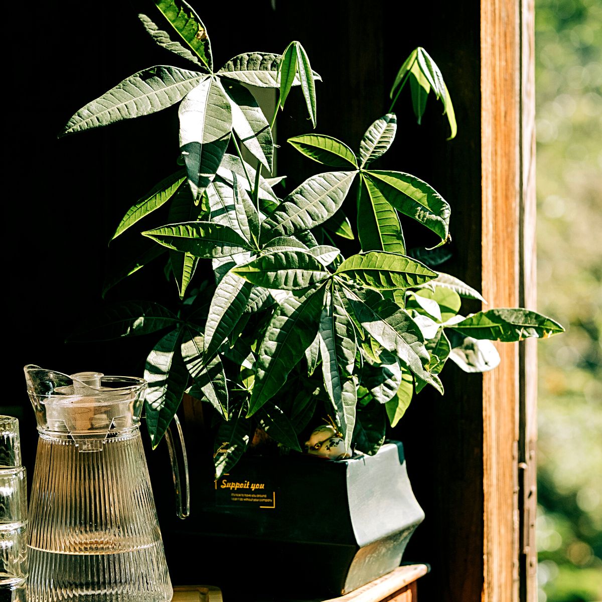 ​Plants Considered Lucky for Your Home According to Vastu Shastra