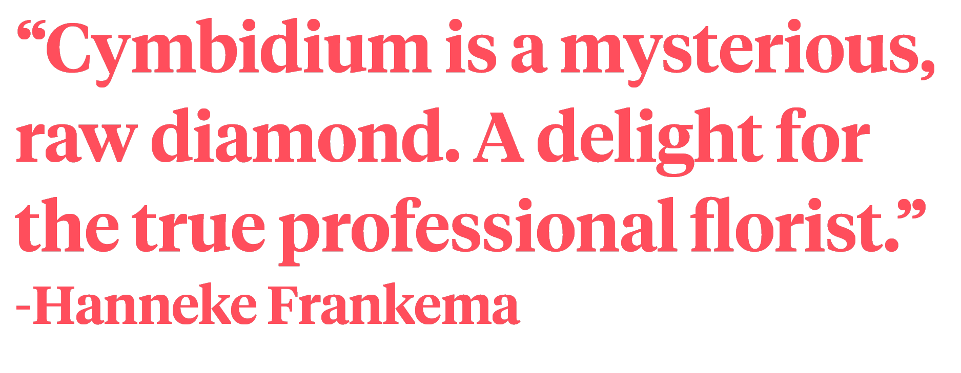 Hanneke Frankema Quote Cymbidium