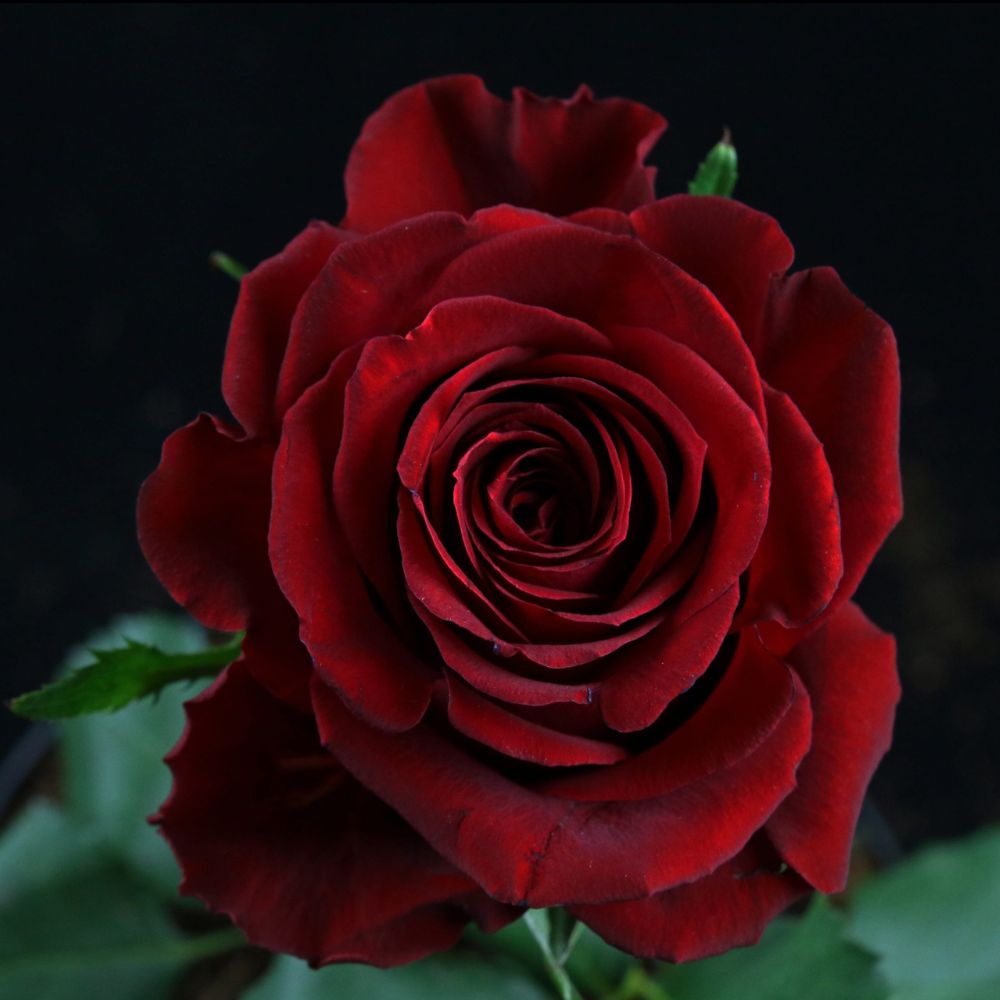 Rose Furiosa De Ruiter
