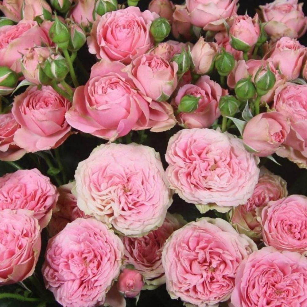 Spray Rose Special Dimension Top 10 De Ruiter East Africa