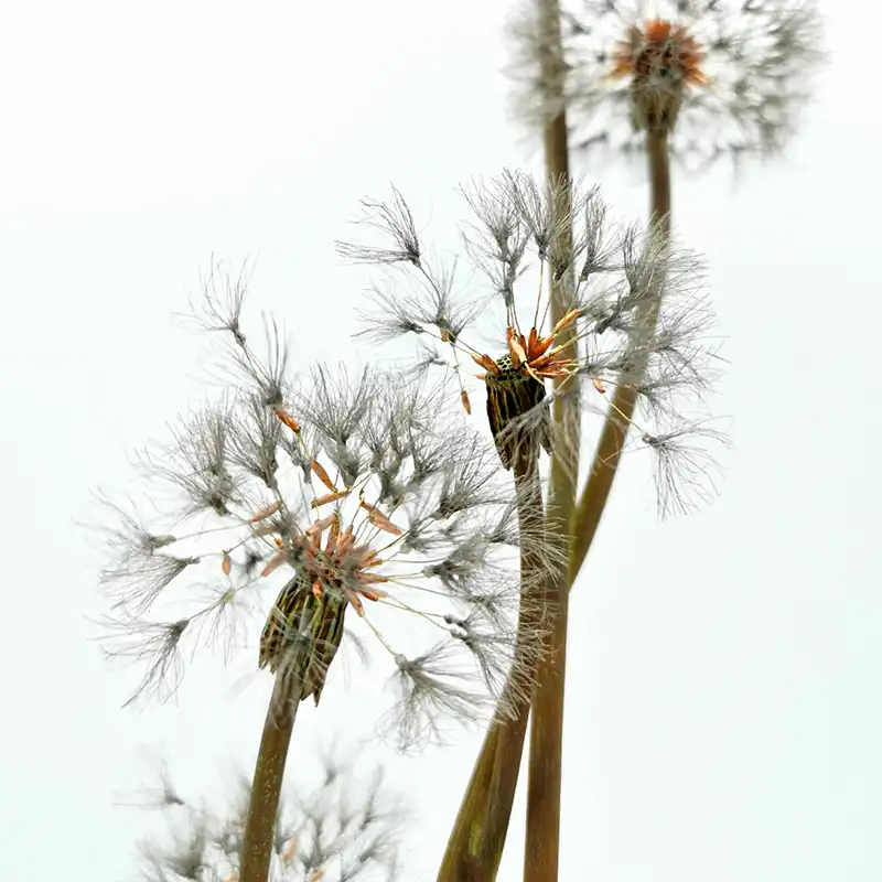 Shota Suzuki botanical creations square feature