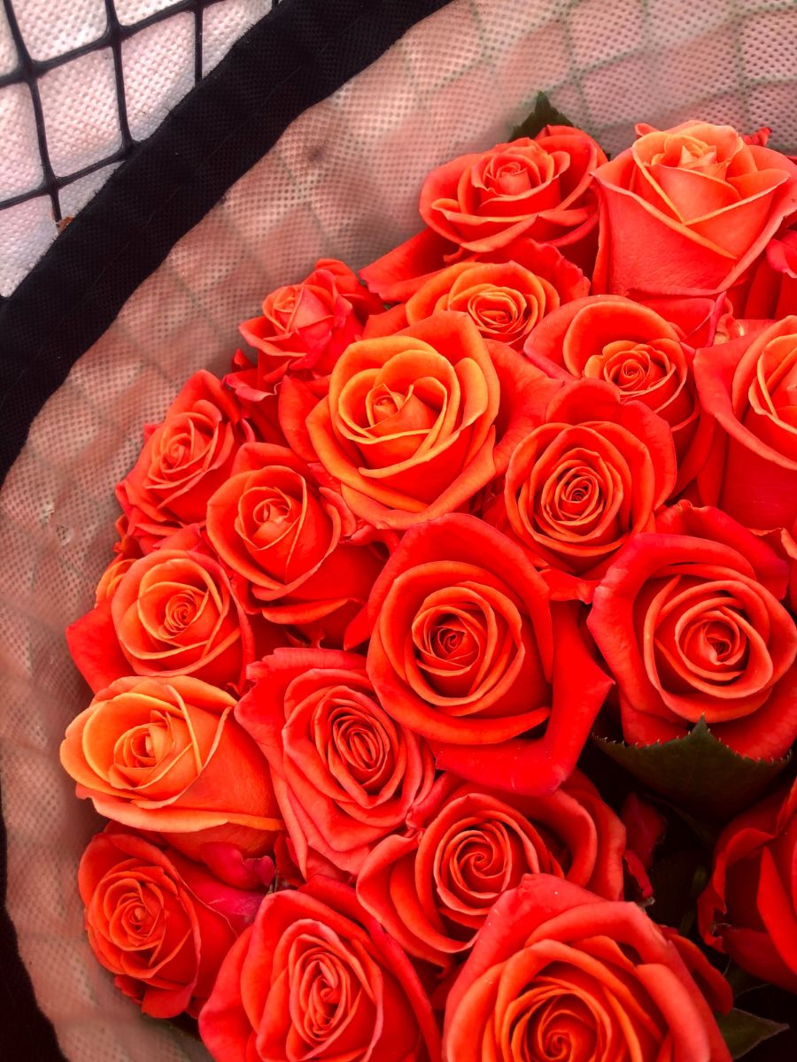 Rose Orange Crush Top 10 De Ruiter Ecuador