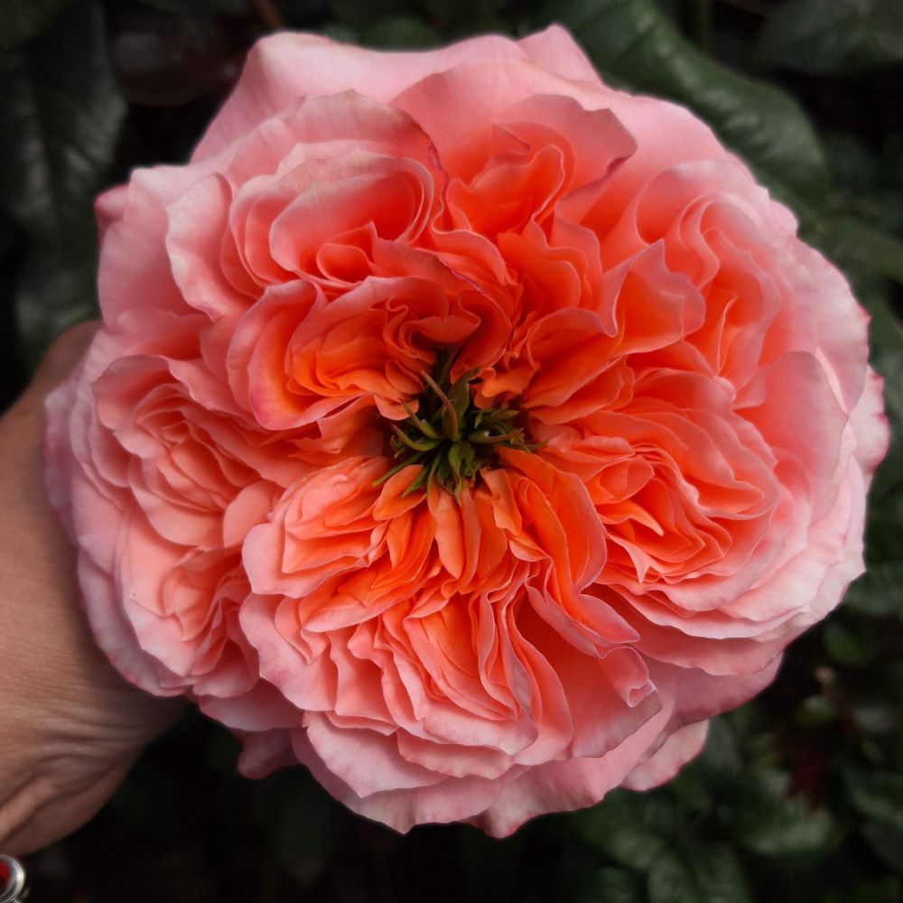 Rose Mandarin X-pression Top 10 De Ruiter Ecuador