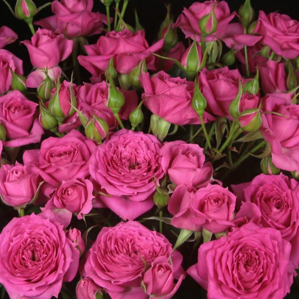 Spray Rose Pink Dimension Top 10 De Ruiter East Africa