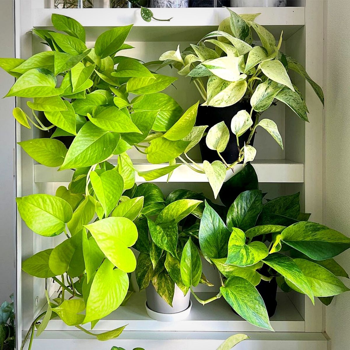 Money Plants and Their Feng Shui Influence