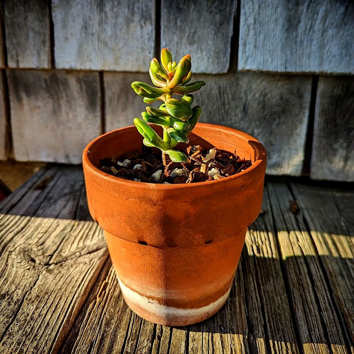 The Hobbit Jade plant