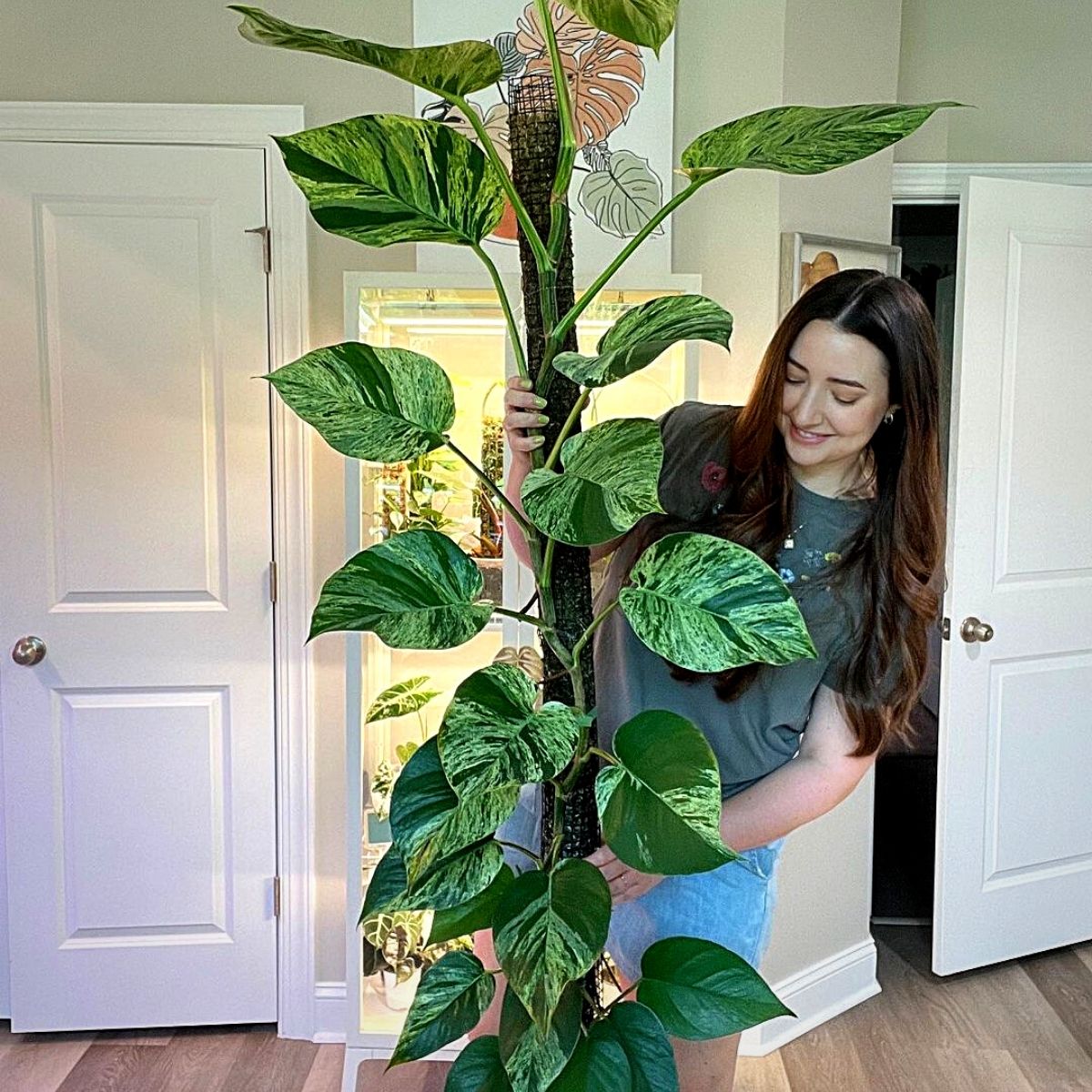 The Marble Queen Pothos plant