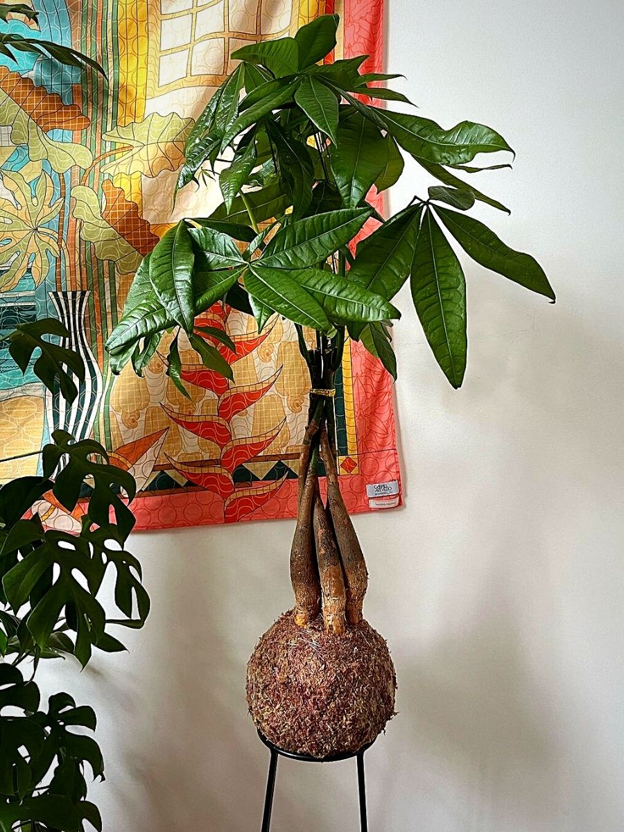 Money Plants and Their Feng Shui Influence