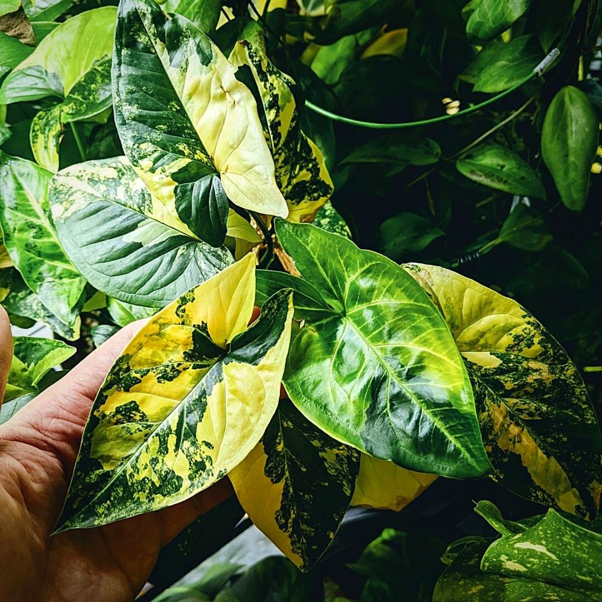 Syngonium Podophyllum