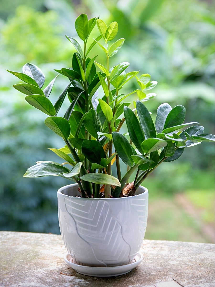 Green Alchemists - 10 Money Plants and Their Feng Shui Influence