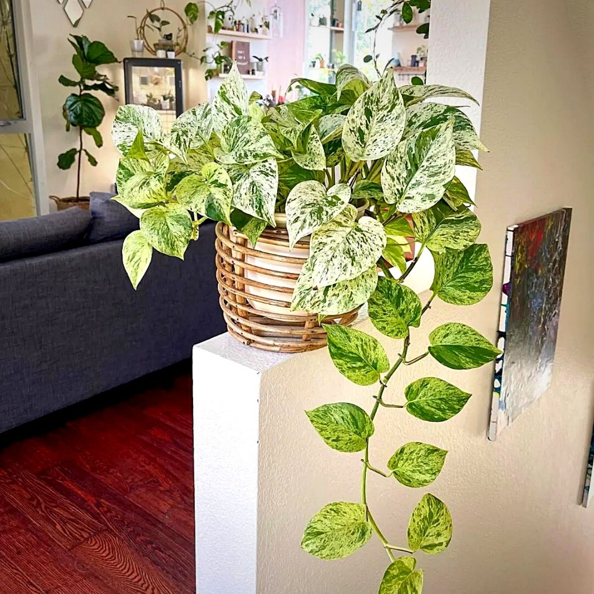 Marble Queen Pothos