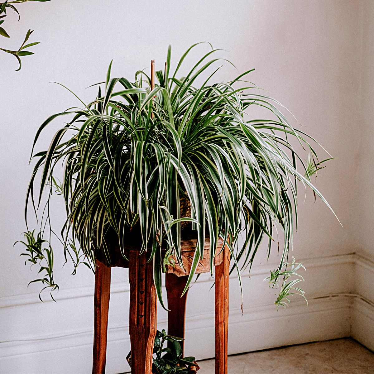 Spider Plant