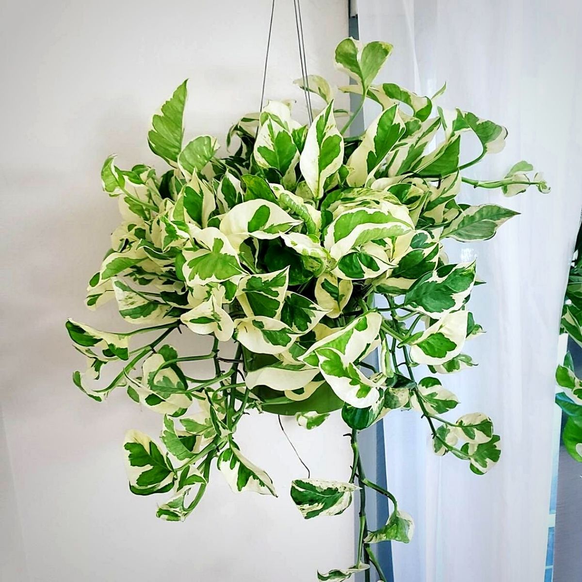 Pothos N'Joy