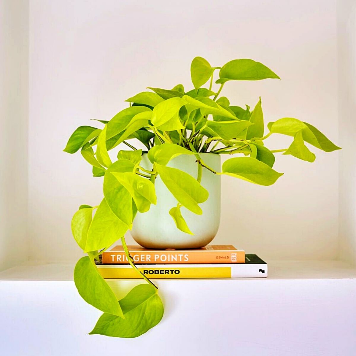 Money Plants and Their Feng Shui Influence