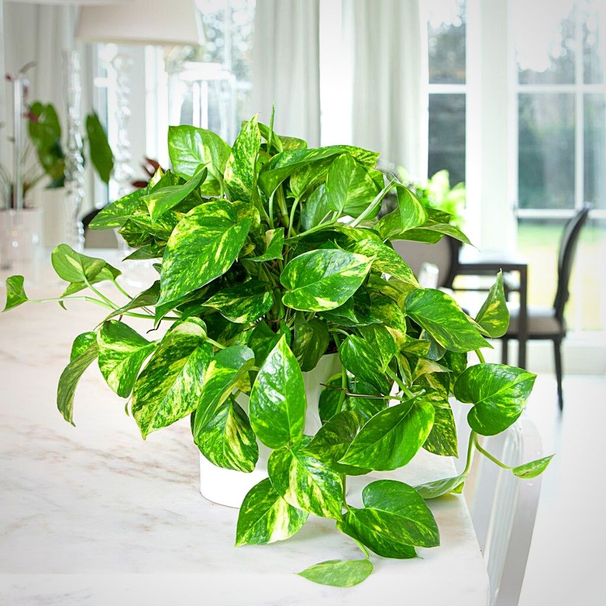 Money Plants and Their Feng Shui Influence