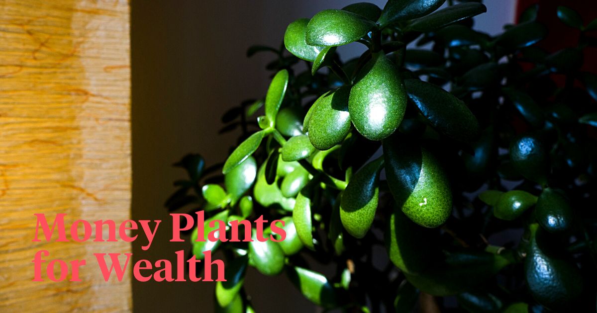 Money Plants and Their Feng Shui Influence