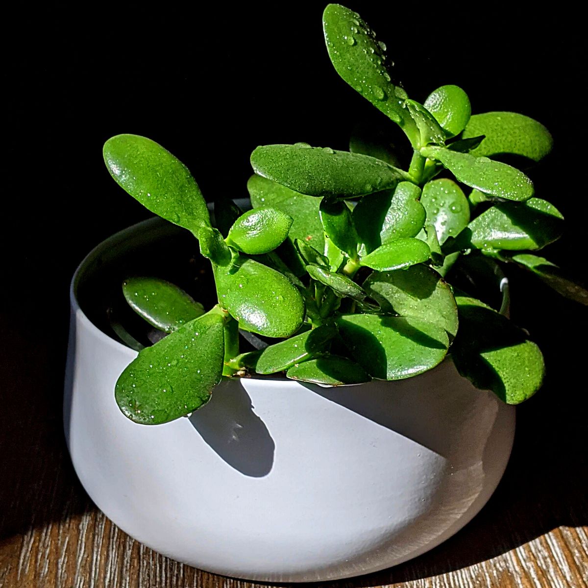 Money Plants and Their Feng Shui Influence