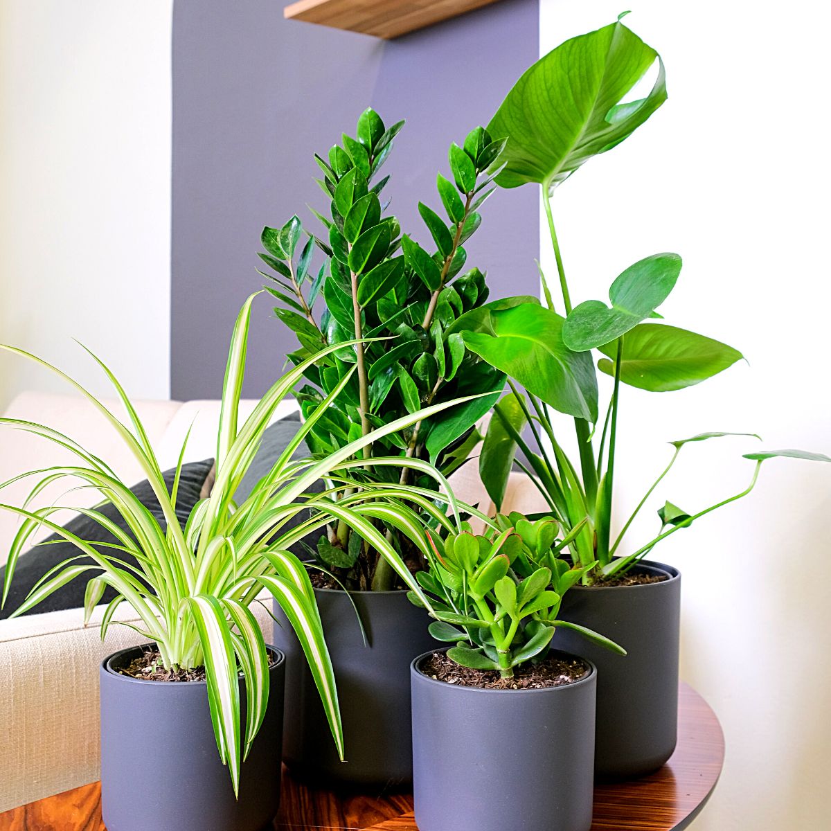 Different types of money plants