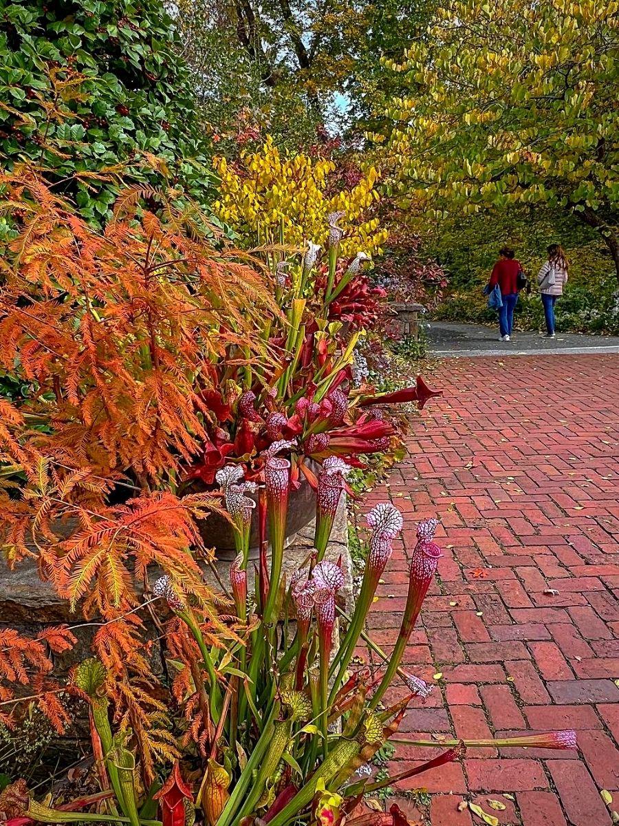 Gardens Where You Can Experience Fall's Floral Spectacle