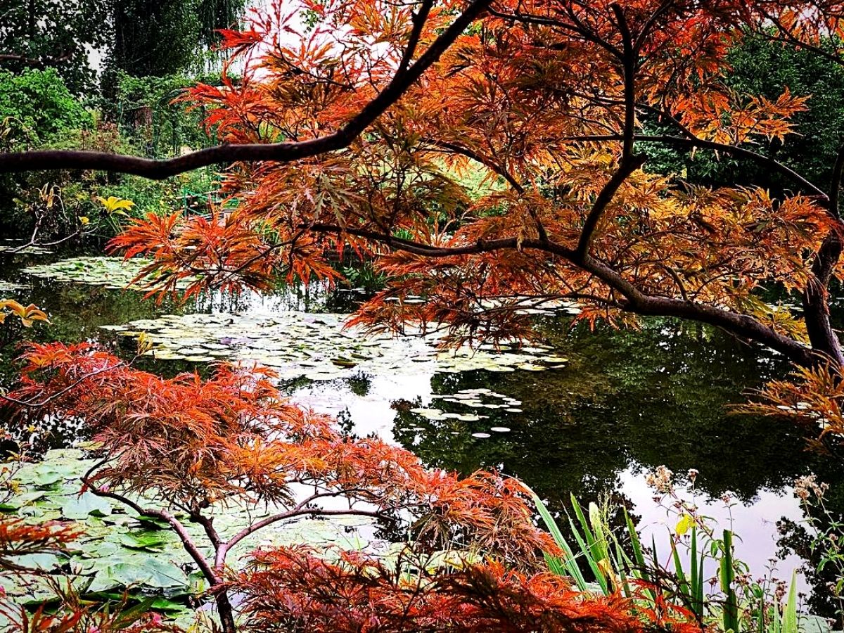 Gardens Where You Can Experience Fall's Floral Spectacle