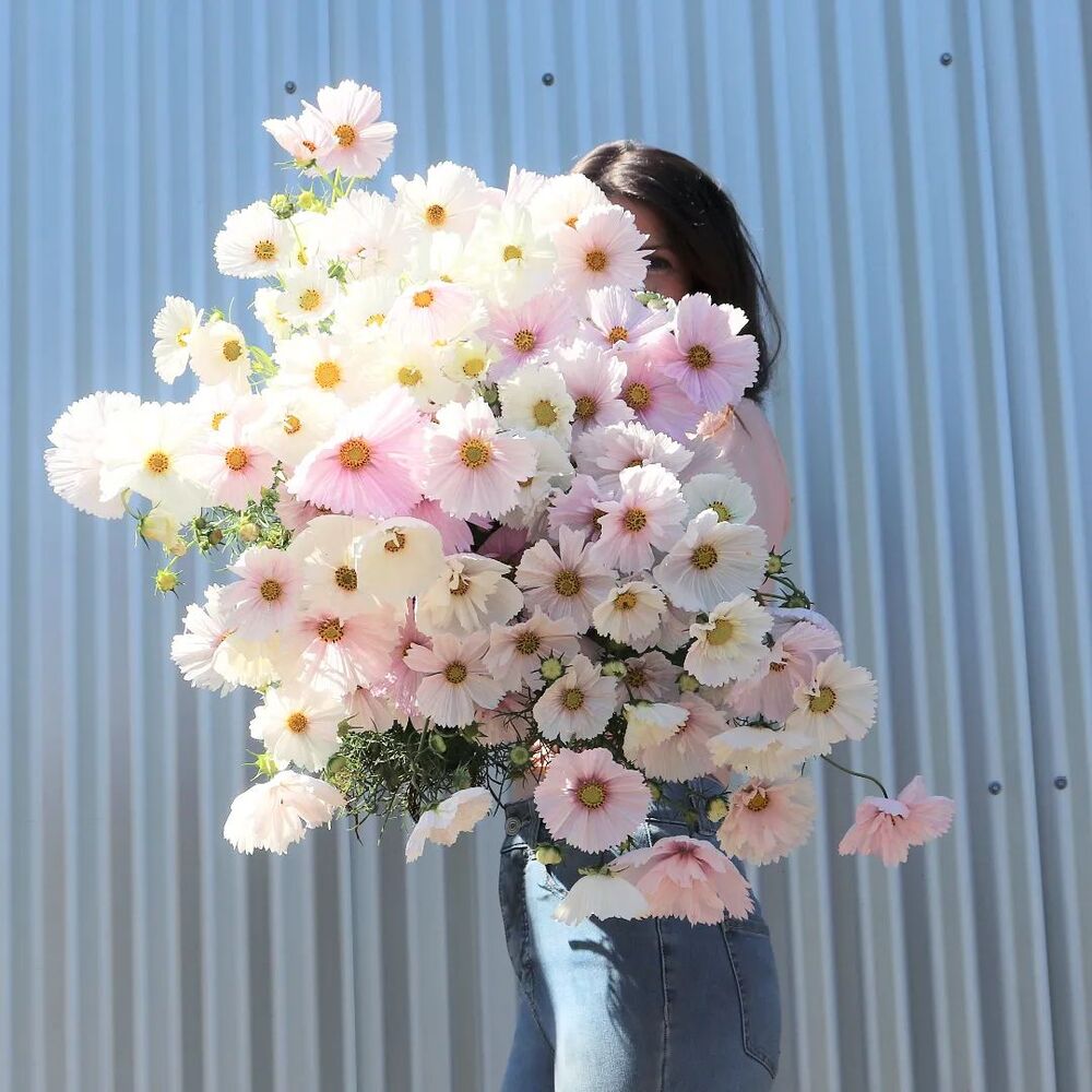 Lady holding cosmos flower