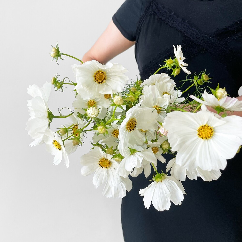 Bunch of Cosmos flowers 