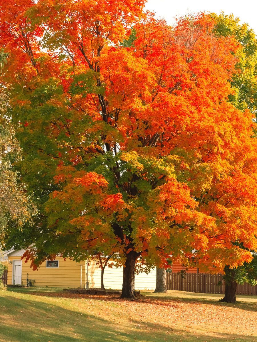 The October Glory Maple tree in orange tones