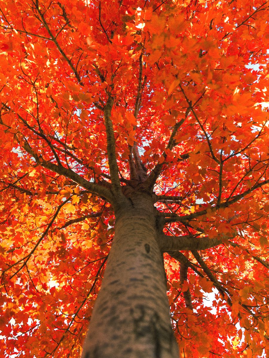 Downward view of a beautiful maple tree