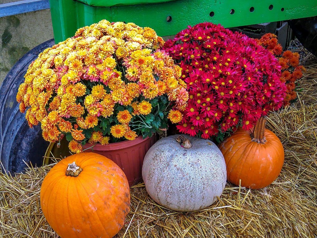 ​Incorporating Chrysanthemums in ​Autumn Floral ​Compositions