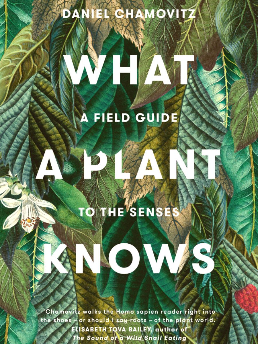 What a plant knows book