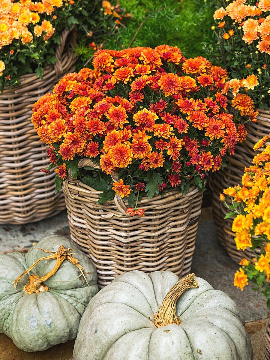 Incorporating Chrysanthemums in Autumn Floral Compositions