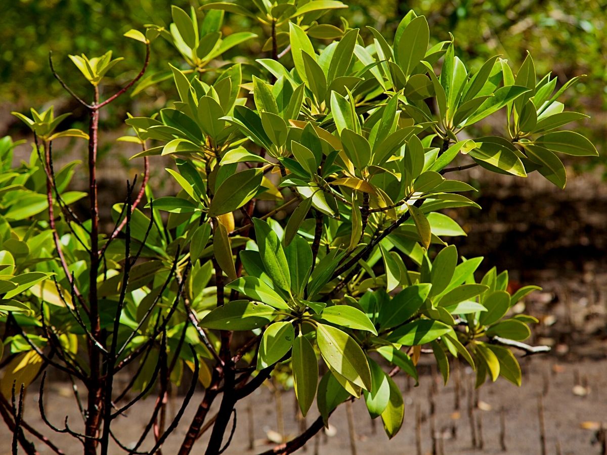 ​Kenyan Coast's Sustainability Initiatives Conserve Mangroves