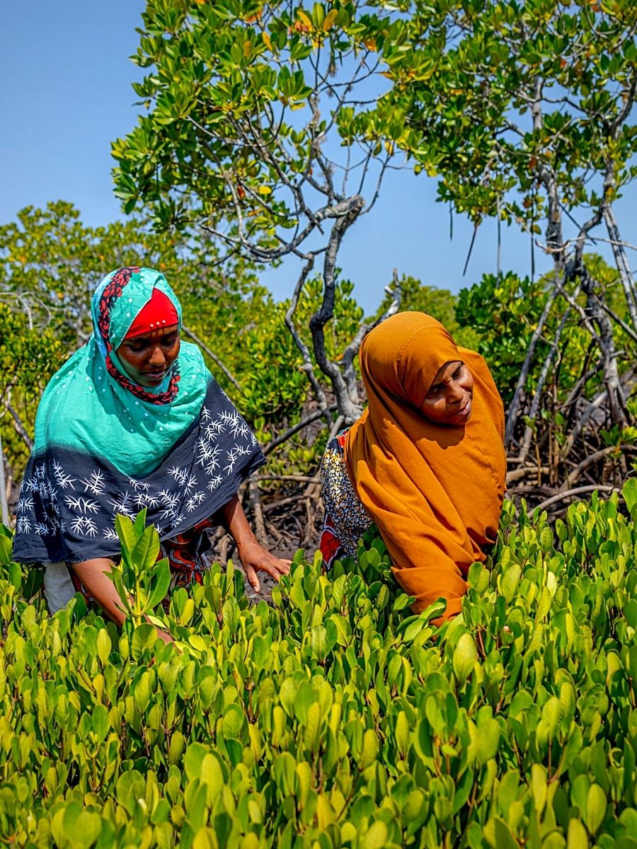 ​Kenyan Coast's Sustainability Initiatives Conserve Mangroves