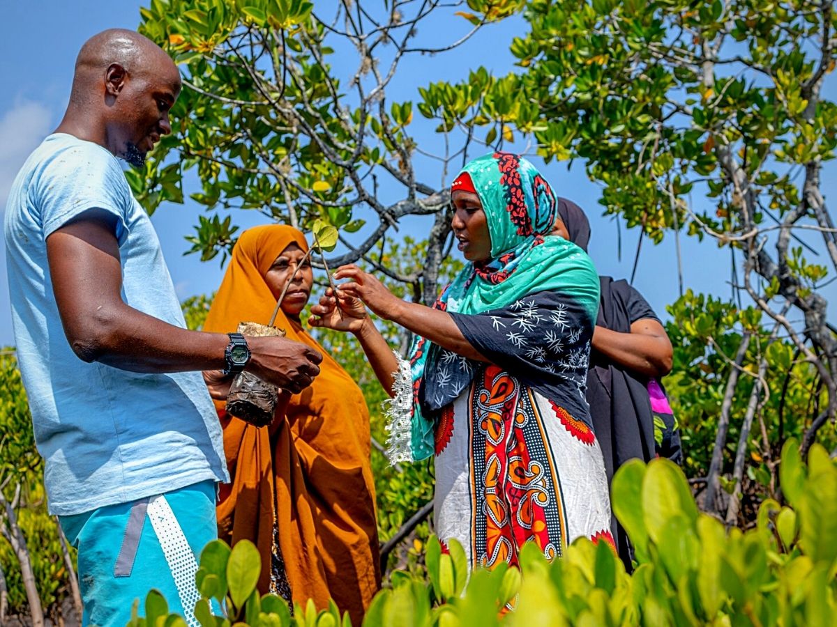 ​Kenyan Coast's Sustainability Initiatives Conserve Mangroves