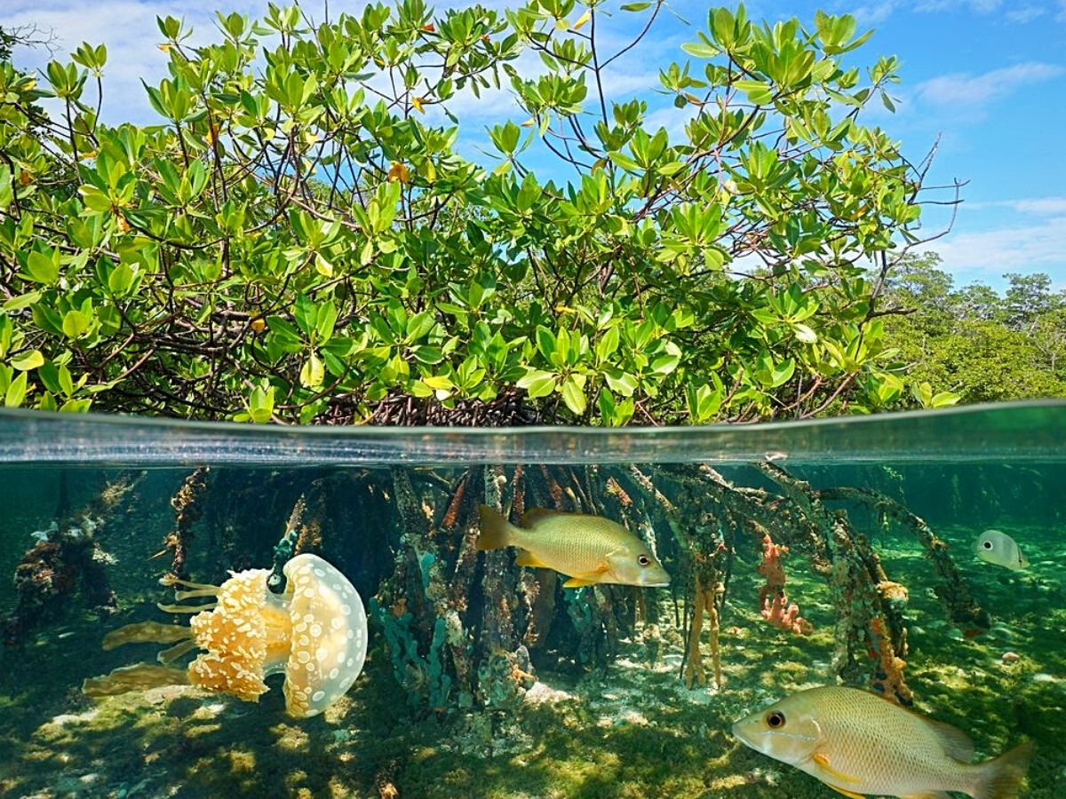 ​Kenyan Coast's Sustainability Initiatives Conserve Mangroves