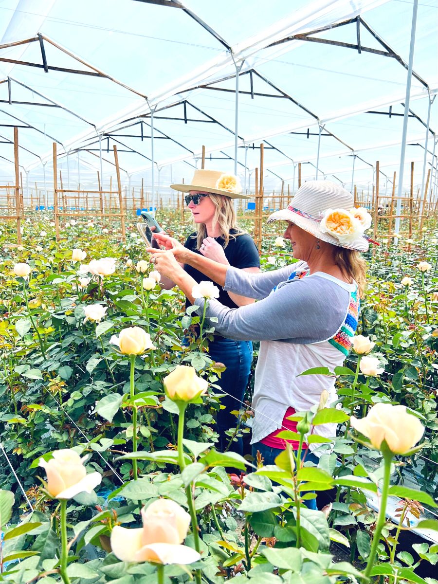 Sight seeing of white roses in Colombian farm