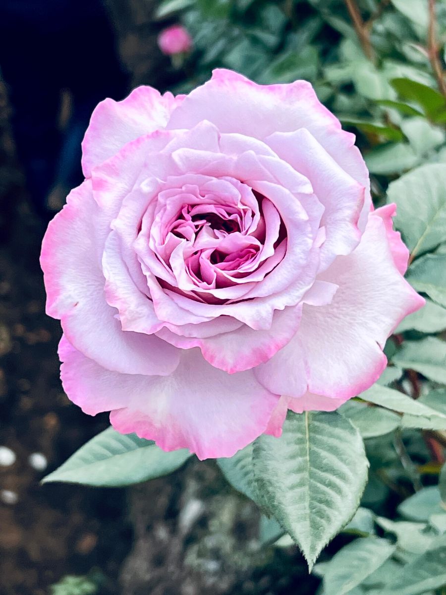 A beautiful lavender toned rose by David Austin