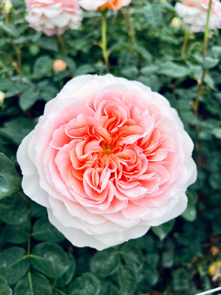Stunning David Austin garden rose