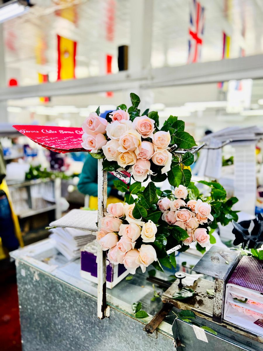 The processes that roses undergo in Alexandra Farms facilities