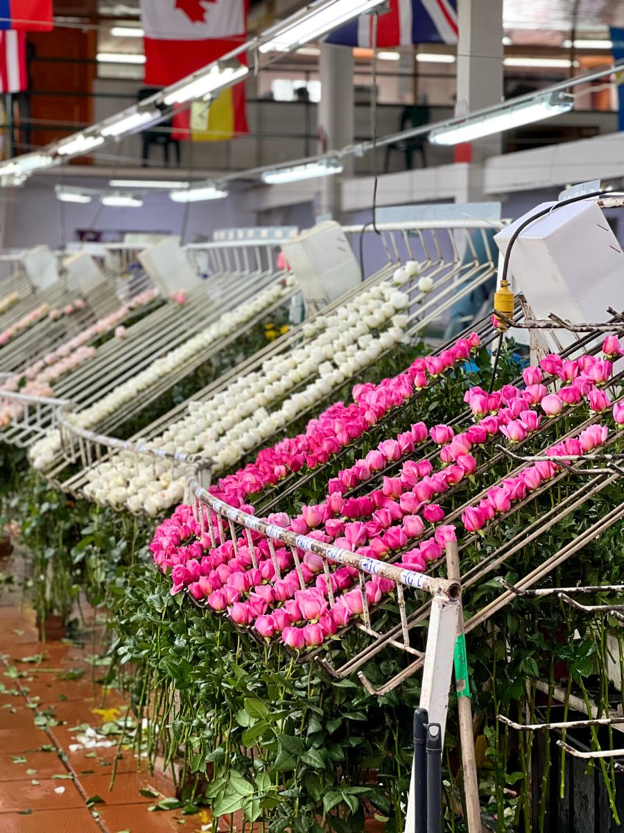 Rose sorting at Alexandra Farms