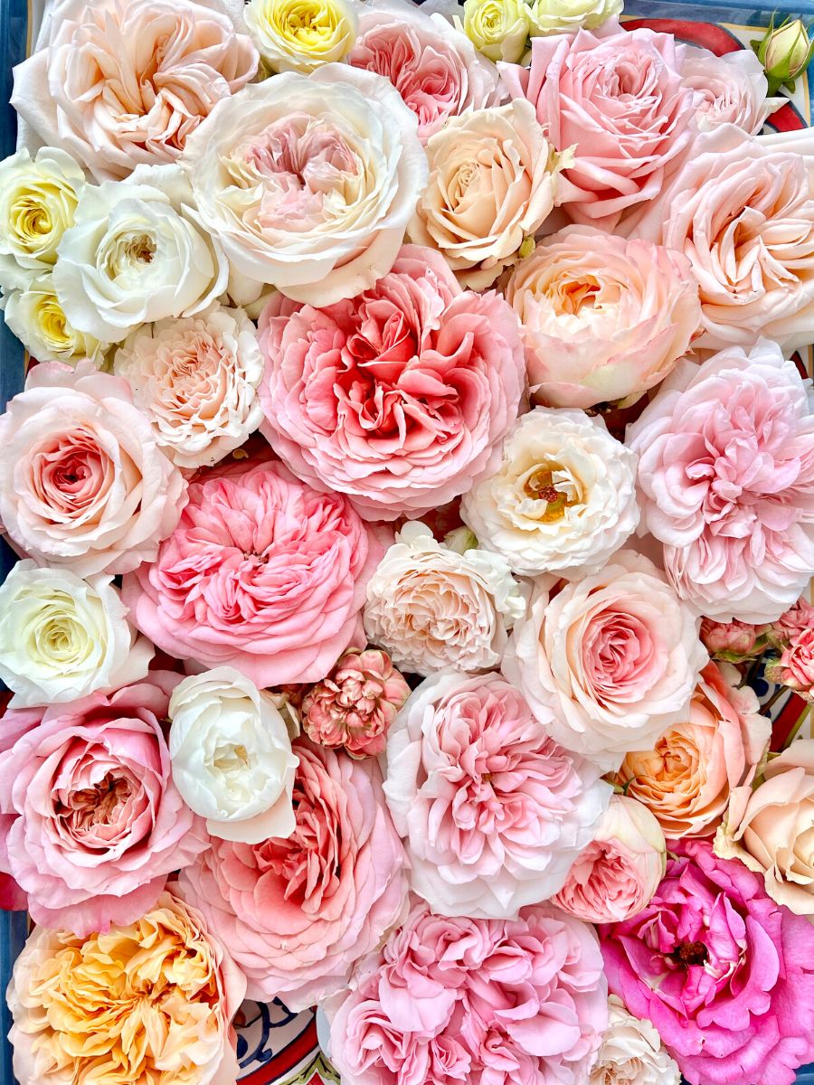 Various colored garden style roses