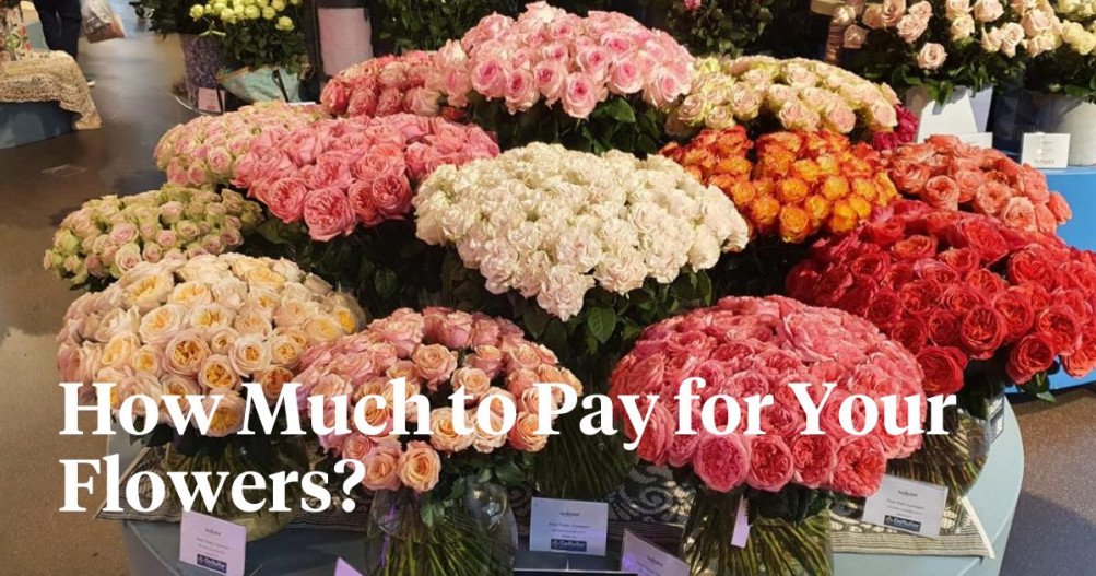 Rose Pricing Strategies of Retail vs Premium Roses Explained Article o...