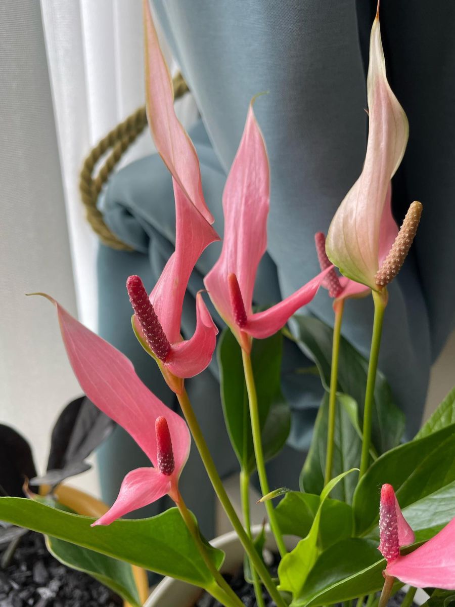 Anthurium Lily