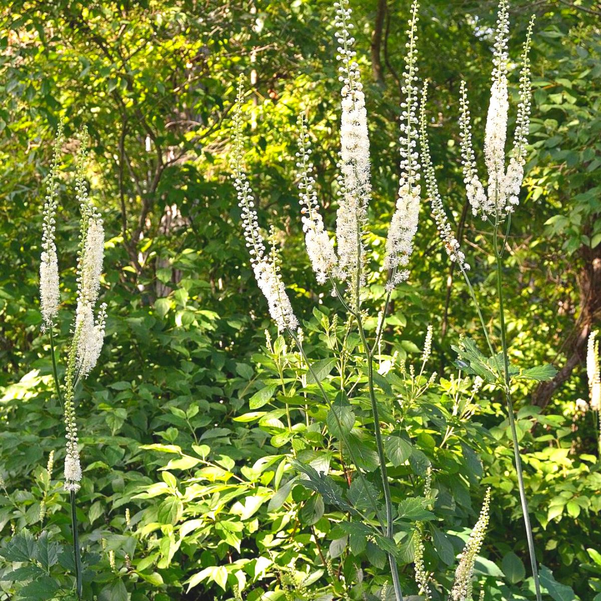 Fairy Candle tall flowers for garden