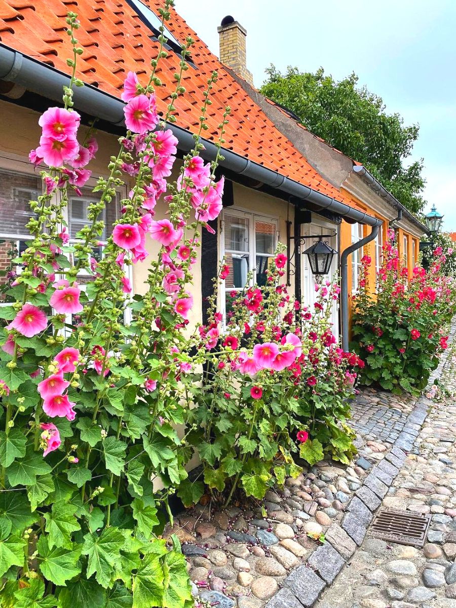 Hollyhock tall flowers in outdoor space